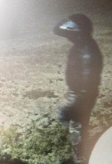 Silhouette of a bird perched on a branch.