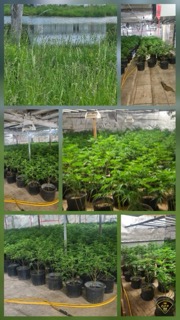 Tall reeds along a pond. Rows of potted plants in a greenhouse.