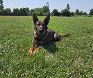 German Shepherd laying in grass