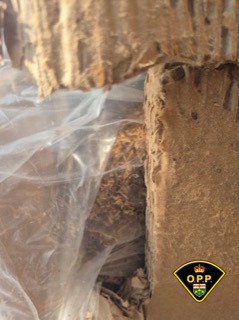 Cobweb in a crack in a rock wall