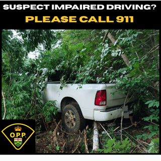 White pickup truck off-road in dense foliage.