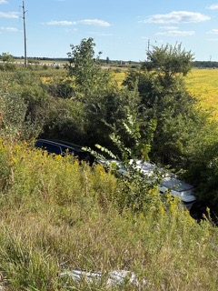 Car in tall grass and foliage.