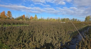 Field of hemp plants, blue sky with clouds