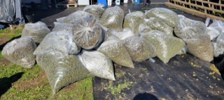 Large bags of dried cannabis.