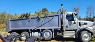 Dump truck filled with harvested hemp