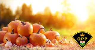 Pile of pumpkins in a field