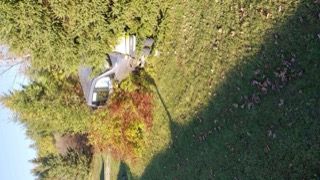 Damaged silver car in foliage