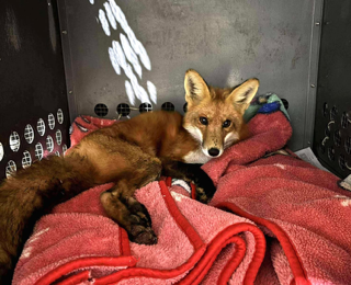 Fox resting on a pink blanket