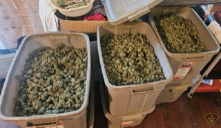 Plastic bins filled with cannabis buds