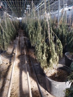 Hanging plants in a greenhouse