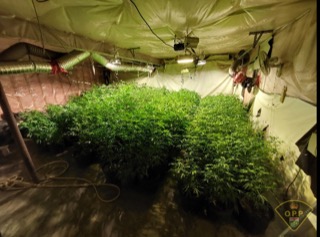 Large cannabis plants in an indoor grow operation.
