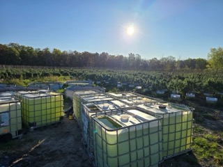 Green plastic containers arranged in rows, bright sunlight
