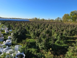 Rows of cannabis plants in a field, white buckets visible between rows, blue structure in the background