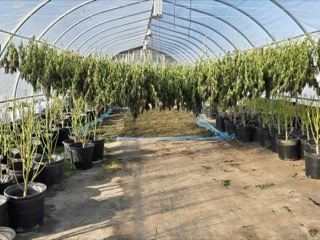 Hanging plants in a greenhouse