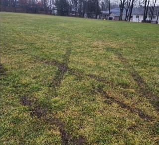 Grassy field with visible animal tracks