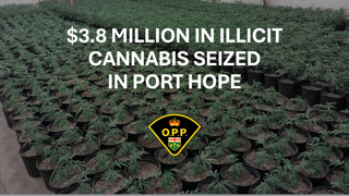 $3.8 million in illicit cannabis seized in Port Hope