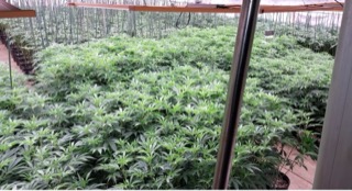 Rows of young cannabis plants in a greenhouse