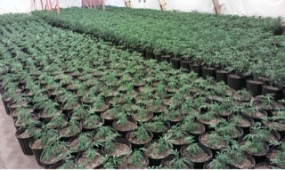 Rows of cannabis seedlings in black pots