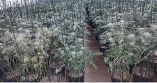 Rows of cannabis plants in black pots.