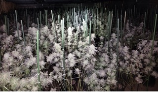 Tall, fluffy plants with white plumes.