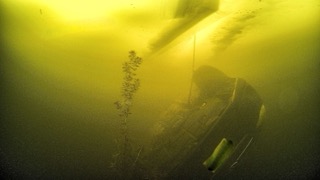 Yellow and green plant growing on ice